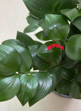 爱心圆叶苹果叶竹柏盆平安竹长寿竹室内外好养绿植水土培耐寒驱蚊