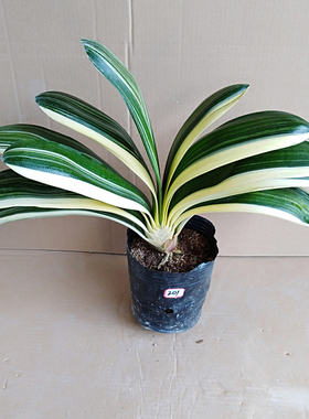 一物一拍高端圆头鸳鸯金边金丝特彩兰君子兰苗盆栽室内桌面精品花