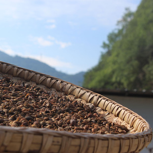 25年精选连翘中药材秦巴野生连翘茶青翘黄翘老翘搭金银花500g 包邮