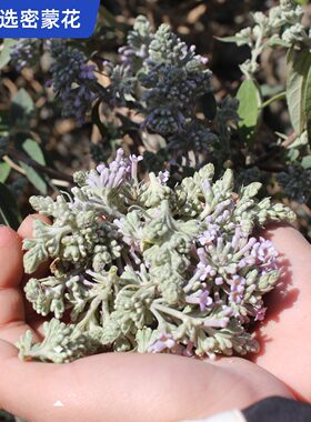 传统护眼草本密蒙花明目更安心！