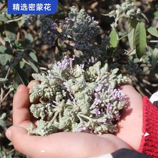 50g试用25年密蒙花中药材无硫新货密蒙花茶500g野生密蒙花250g