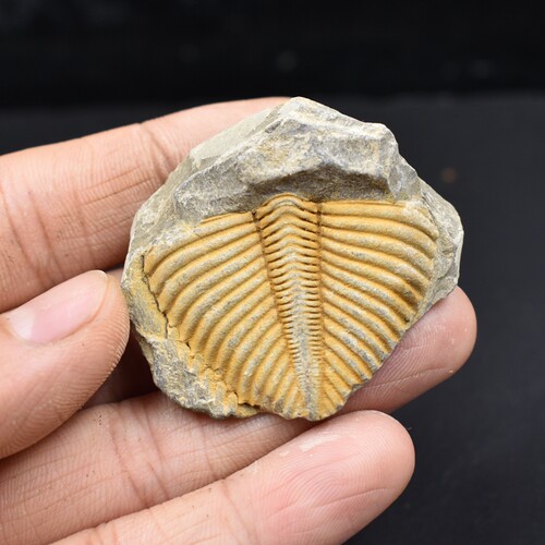 古生物化石价格 古生物化石图片 星期三
