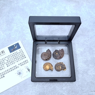 天然摩洛哥古生物海洋动物褐铁矿化菊石化石原石头科普教学标本