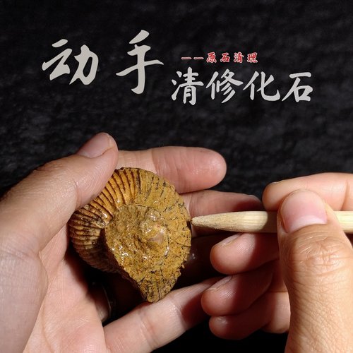 动手修复化石原石狼鳍鱼教学标本