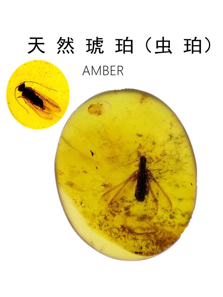 天然缅甸白垩纪琥珀虫珀植物珀蜜蜡水胆昆虫化石地质科普教学标本