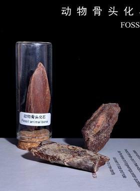 天然摩洛哥kmkm古生物动物骨骼化石原石地质科普教学标本收藏摆件