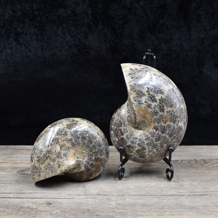 天然叶菊石斑彩螺七彩菊古生物化石原石地质教学标本家居摆件收藏