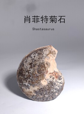 天然古海洋生物肖菲特菊石化石玛姆乳突菊石原石地质科普教学标本
