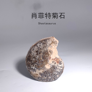 天然古海洋生物肖菲特菊石化石玛姆乳突菊石原石地质科普教学标本
