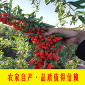 无硫红枸杞头茬特级500g正品 青海免洗枸杞茶女性泡水养颜非宁夏