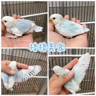 宠物人工手养亲人鹦鹉牡丹虎皮玄凤雏鸟幼崽青年鸟种对