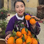 湖南辰溪特产脐橙产地新鲜采摘清甜多汁