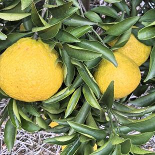 辰溪手剥柚皮薄肉厚多汁清甜可口无酸新鲜水果