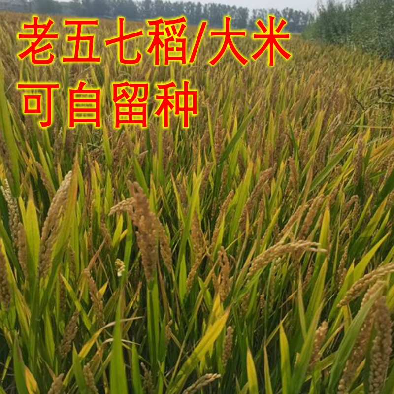 老五七大米水稻种可种植食用