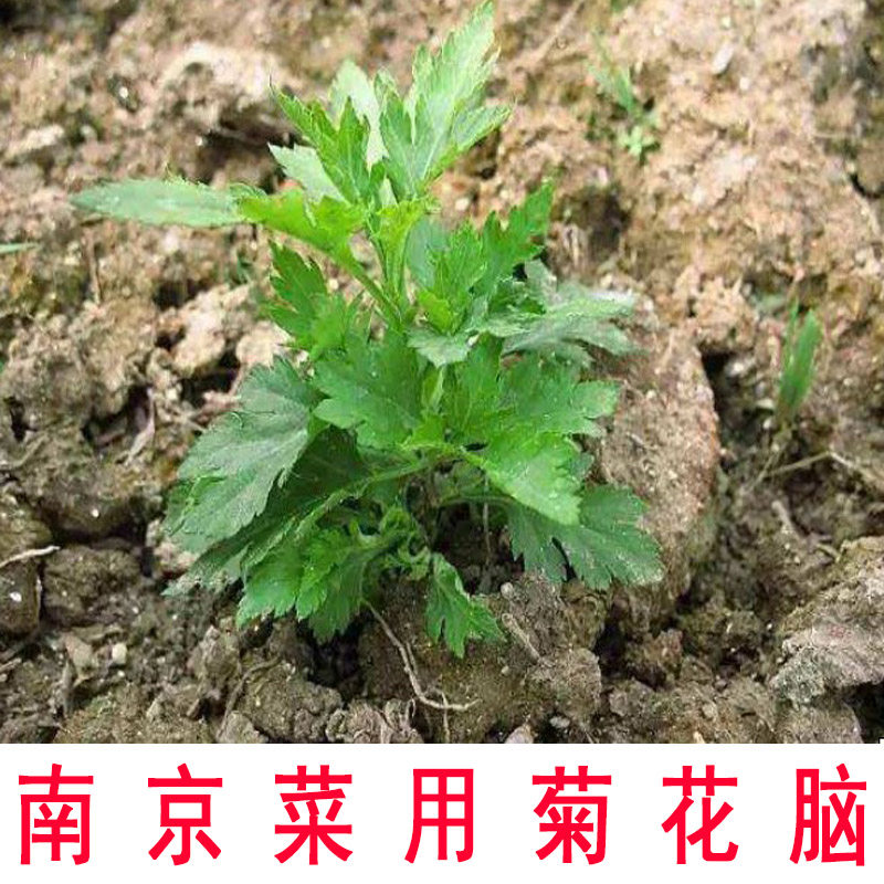现挖南京菊花脑可食用做蛋汤菜用田边菊带根苗子草本花卉阳台盆栽