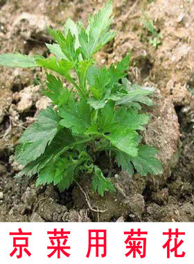 南京菜用菊花脑可食用带根苗子