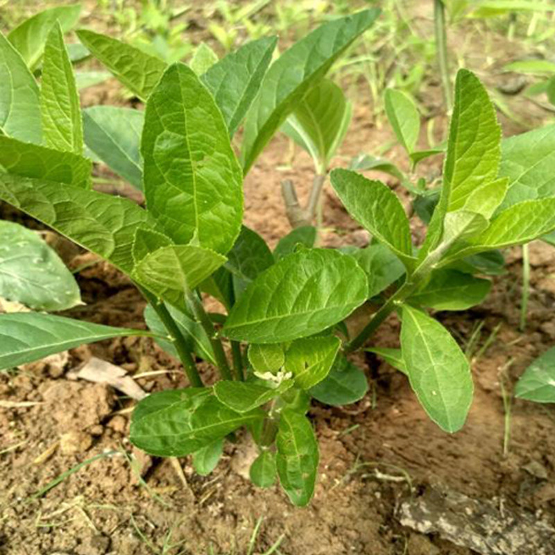 南非叶带根苗子现挖现发鲜活扁桃斑鸠菊将军树苦茶树苗易活耐热