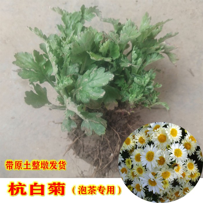 杭白菊四大名菊带根种苗带土整墩