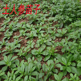 带根种苗土人参高丽参可种植洋参盆栽假参可食用现挖现发新鲜煲汤