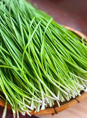 韭菜根苗可种植现挖现发新鲜食用