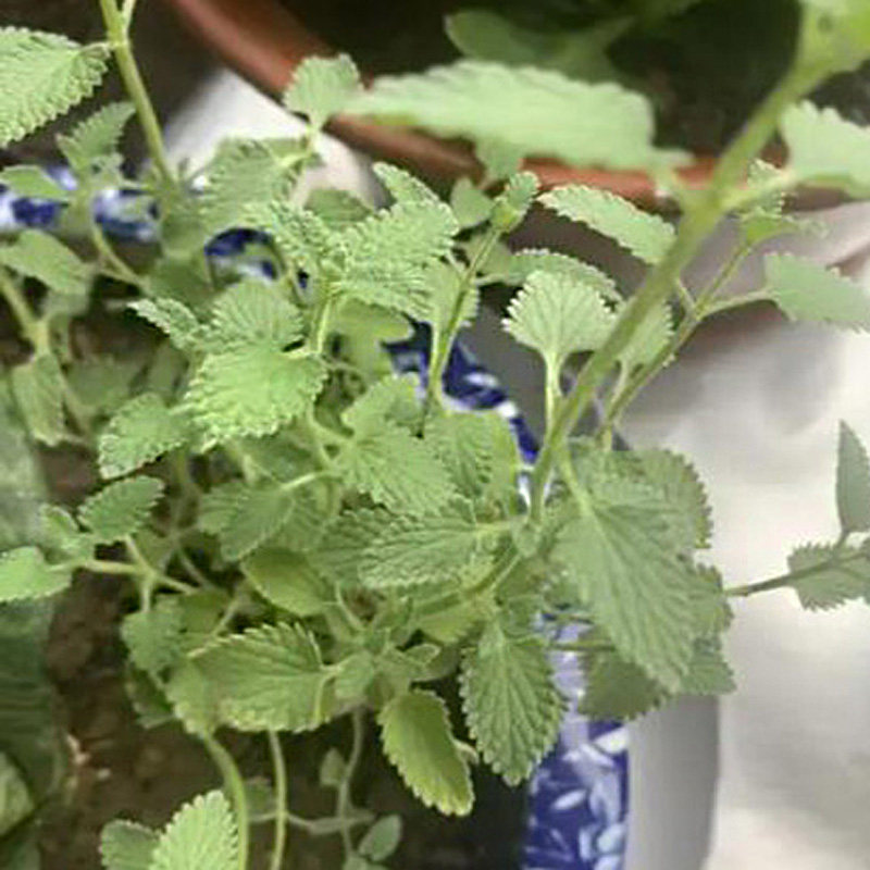 带根苗猫薄荷绿植新鲜荆芥可种植图片