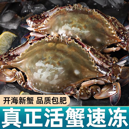 东上御品梭子蟹新鲜冷冻特大公蟹大螃蟹海鲜水产海蟹母蟹白蟹飞蟹