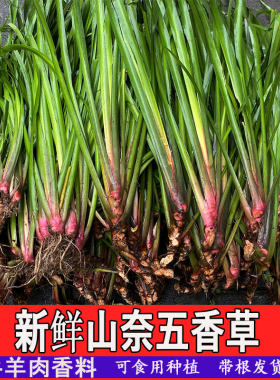贵州新鲜山奈茴香去腥调料