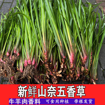 贵州新鲜山奈茴香去腥调料