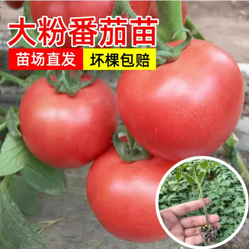 大粉西红柿苗带土中早熟老品种番茄苗春秋四季农家盆栽蔬菜秧苗孑