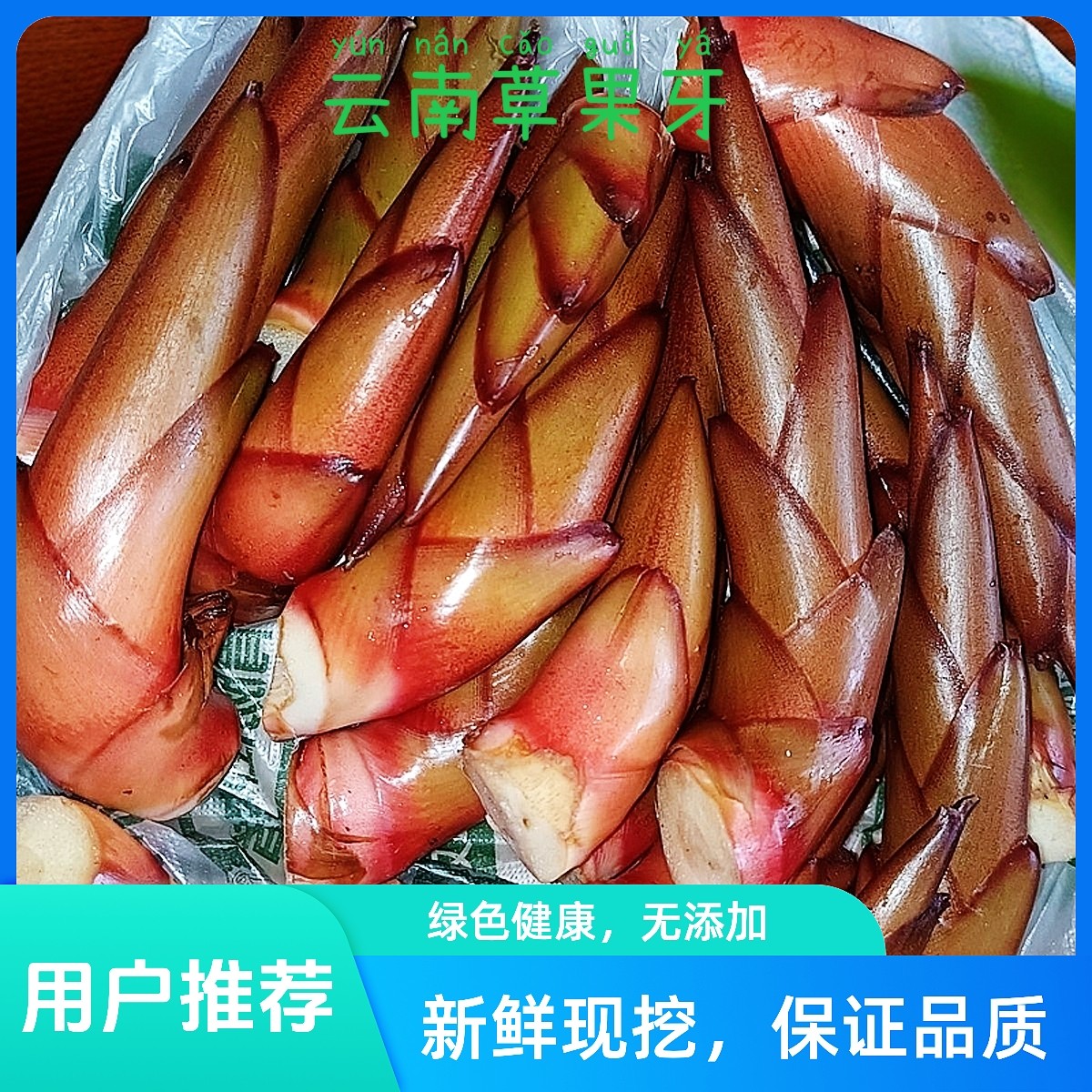 云南特产草果芽新鲜采摘文山风味特色凉拌菜草果树的芽的带壳发货