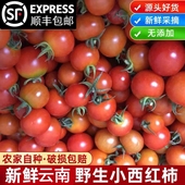云南农家本地小番茄小西红柿新鲜毛辣果毛酸汤专用酸甜薄皮蔬菜