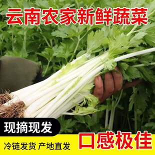 （邮政空运）云南新鲜蔬菜露天白芹现摘农家自种本地白杆芹菜炒菜