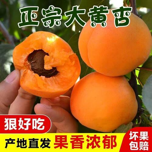 当季新鲜现摘大黄杏整箱包邮