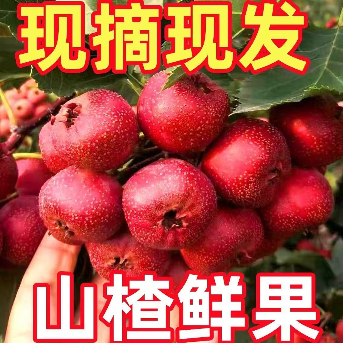 山西运城山楂鲜果新鲜现摘农家自种酸甜红果新鲜山楂可做糖葫芦