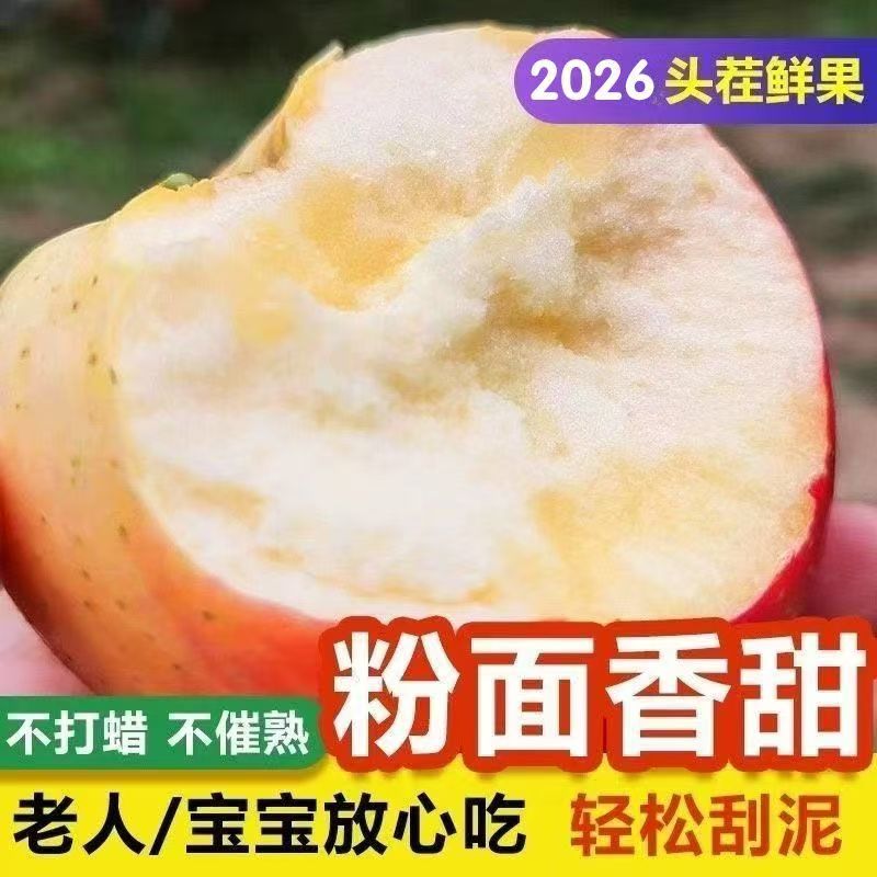 正宗山西红星苹果老人粉面沙甜宝宝辅食刮泥苹果水果当季新鲜嘎啦