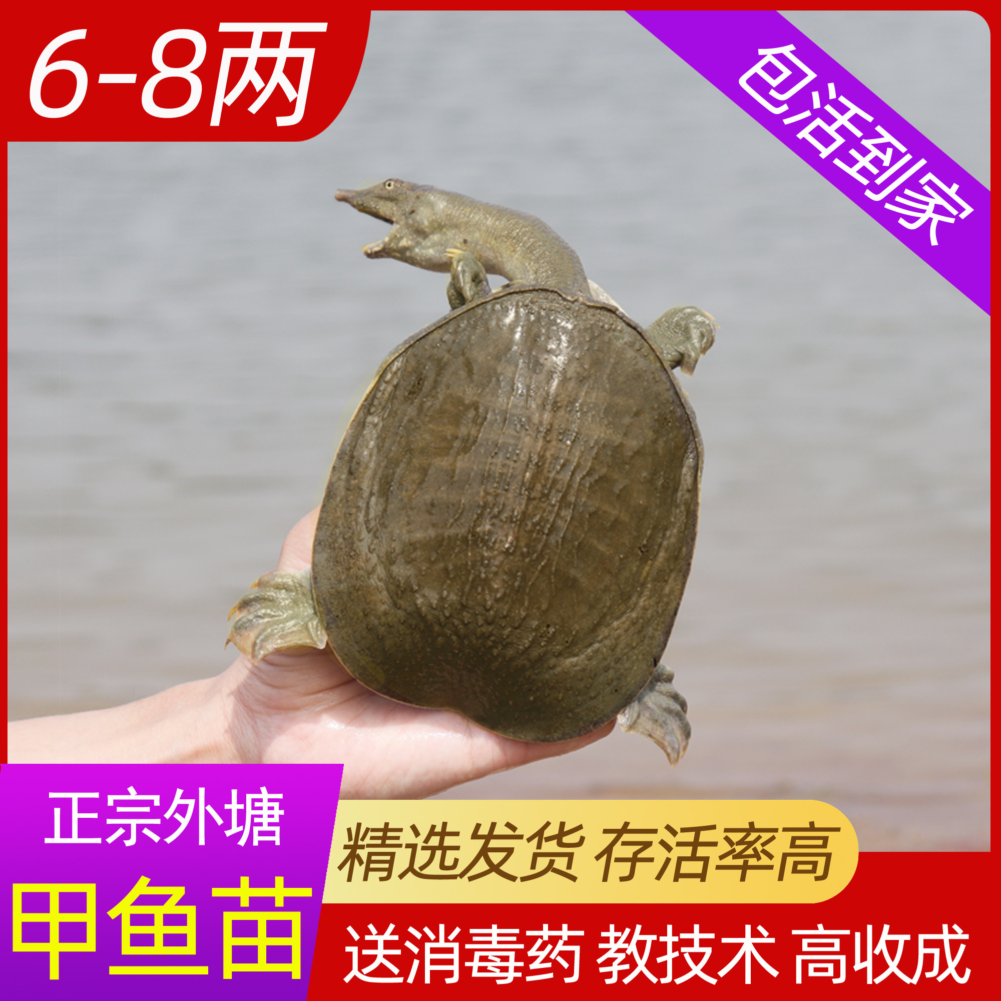 甲鱼苗活体广东生态外塘放养易存活养殖童子鳖王八水鱼马蹄鳖包活