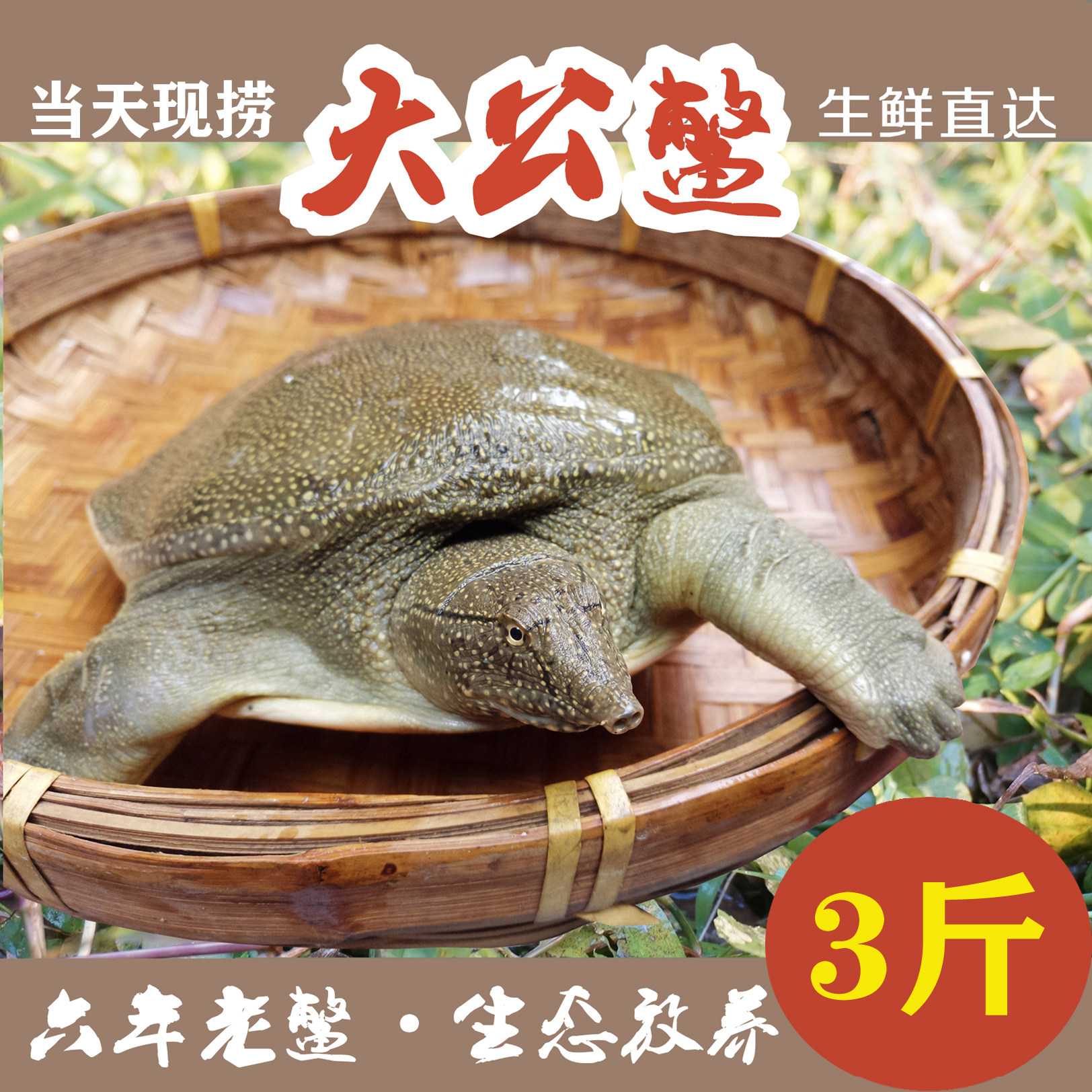 生态甲鱼外塘6年甲鱼/王八中华老鳖1500/3斤公鱼 包邮包活