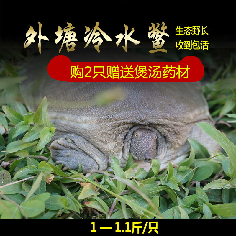 活体甲鱼 1斤 中华外塘生态母甲鱼团鱼冷水王八老鳖500g包活包邮