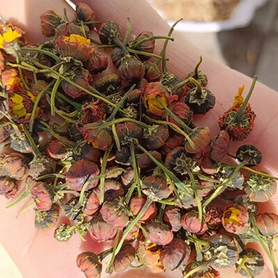 新疆达坂城昆仑山雪菊新疆天山雪菊胎菊花高山血菊特产带把子1斤