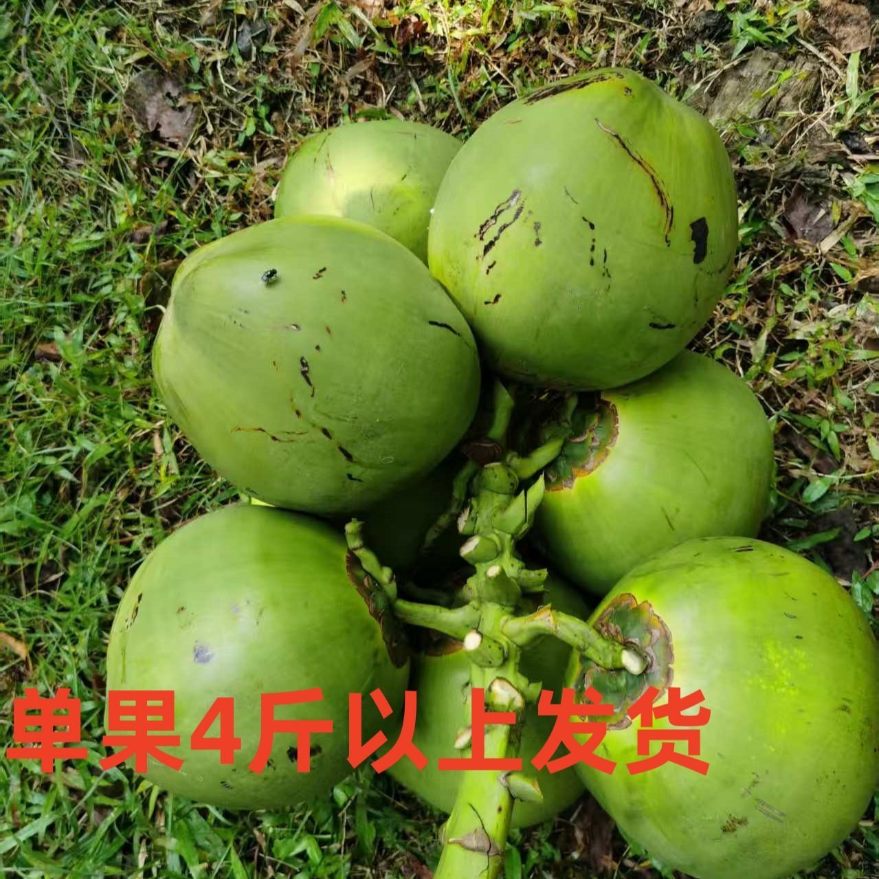 海南椰青新鲜采摘孕妇水果纯天然水果带皮椰青椰汁特产椰子直发