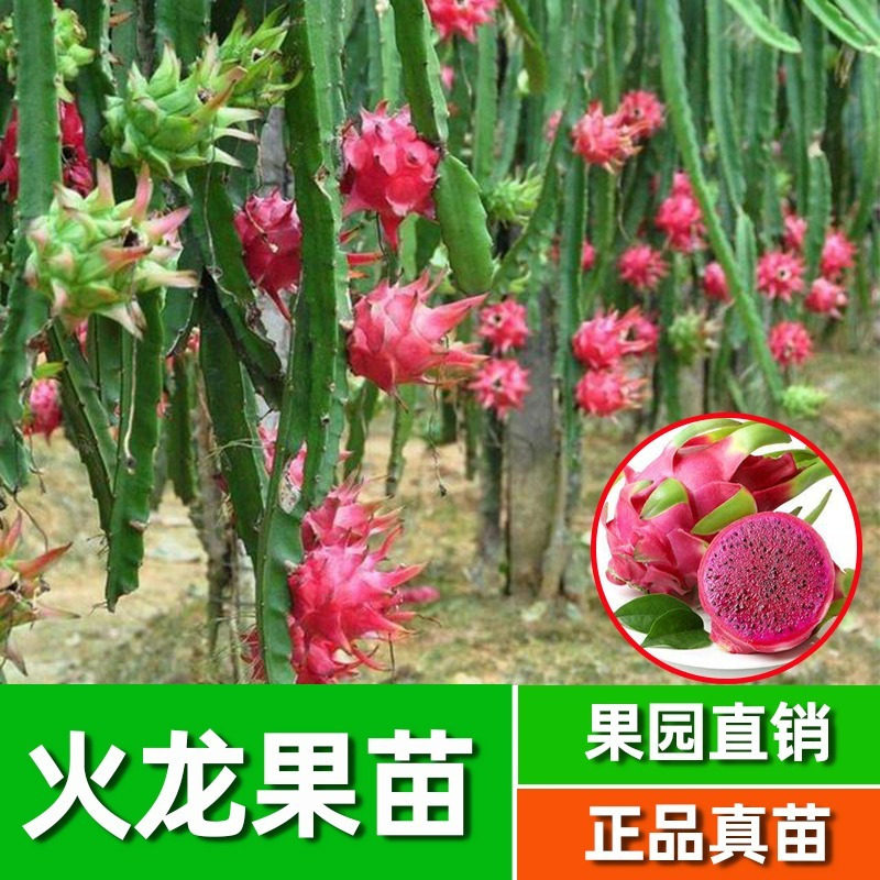 红心火龙果苗盆栽黄肉地栽庭院阳桌面绿植