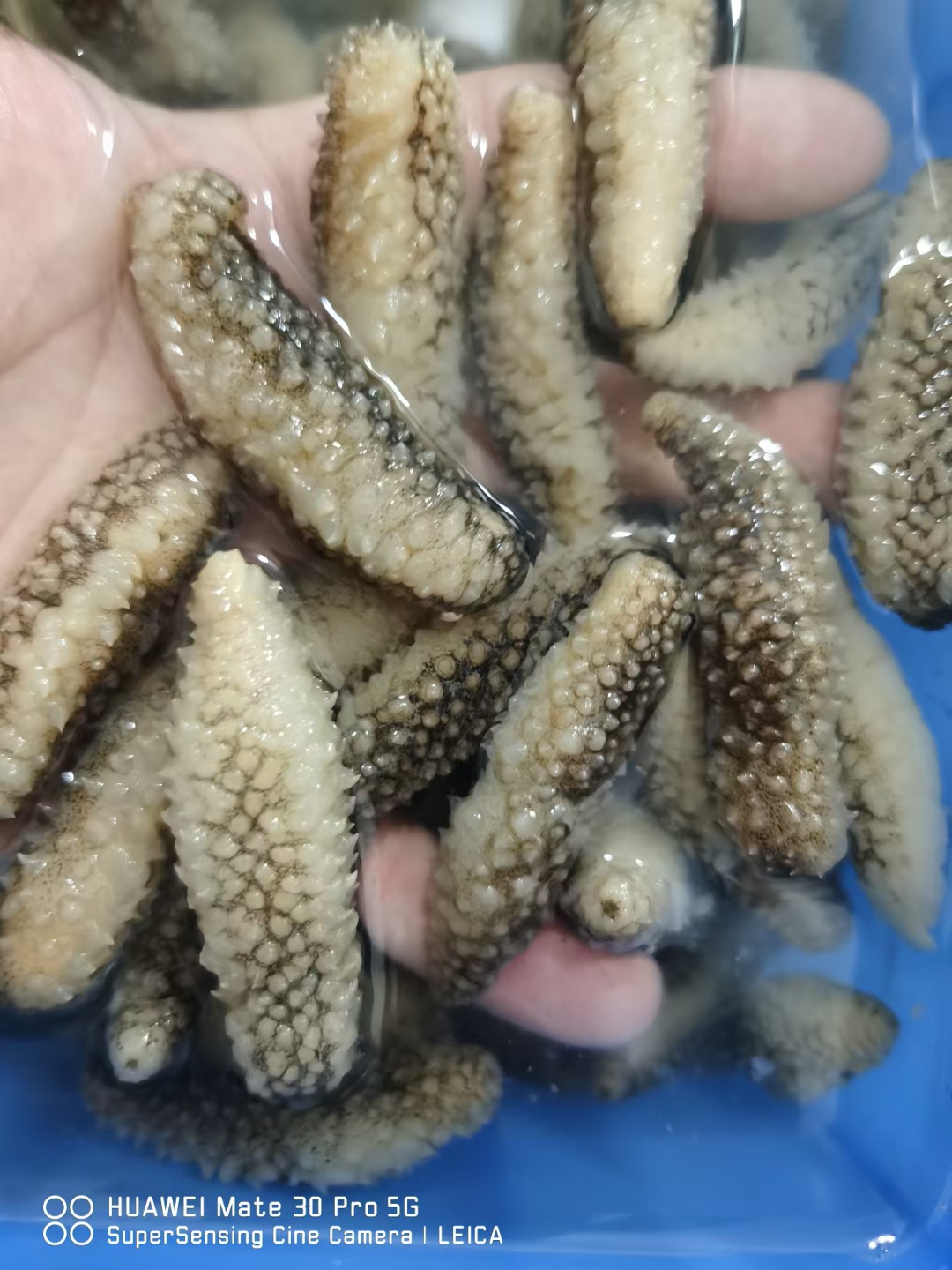 小刺参纯水发小海参酒店特色食材