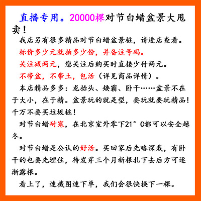 直播专用对节白蜡盆景对接白腊树桩盆栽矮霸小树苗子微型