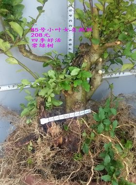 小叶女贞熟桩造型树常绿盆景苗