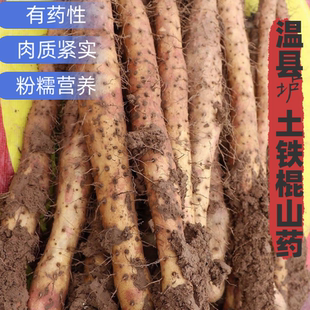 河南温县正宗铁杆山药焦作垆土铁棍山药淮山药有药性的新鲜怀山药