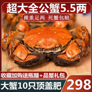 现货螃蟹鲜活大闸蟹大螃蟹公蟹礼盒 活蟹全公蟹10只 5.5两大蟹