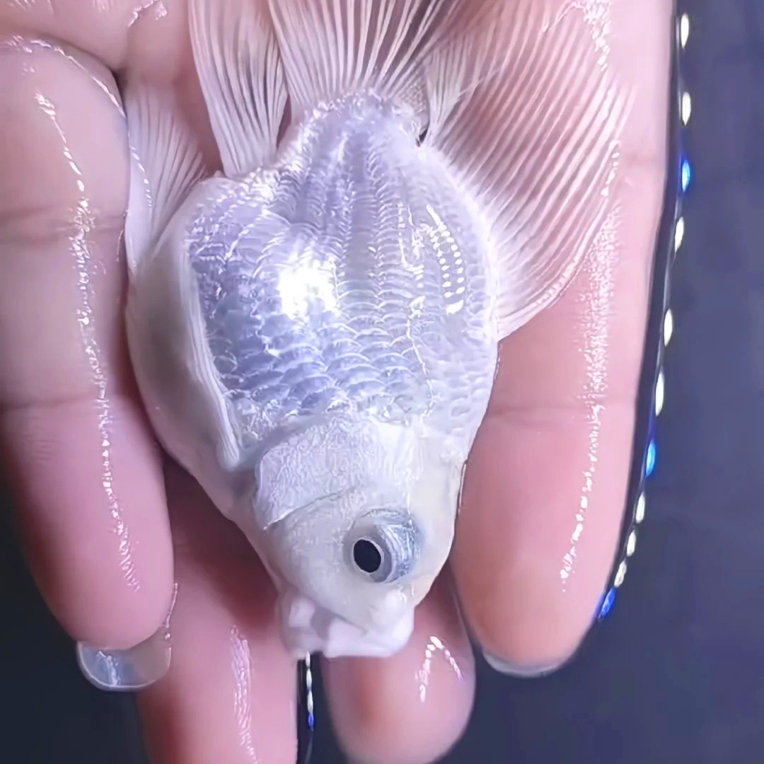 婚纱白蝴蝶鲤球体蝴蝶鲤台湾蝴蝶鲤