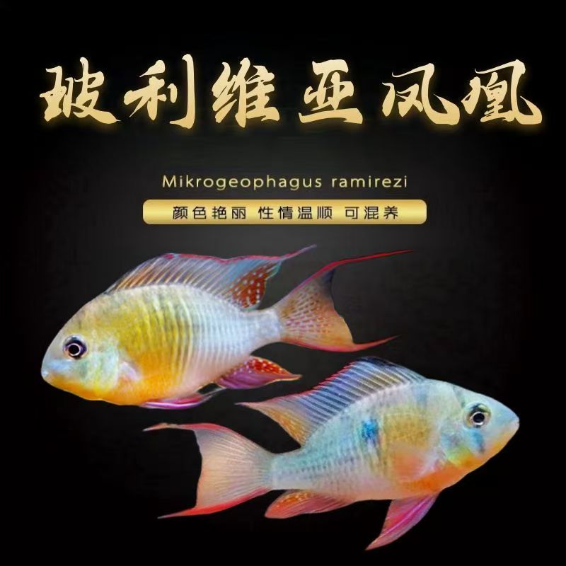玻利维亚凤凰鱼短鲷鱼热带鱼宠物鱼活体观赏鱼