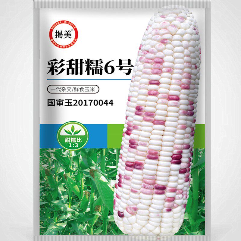 揭美彩甜糯6号粘玉米种子春秋播