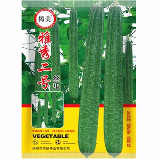 雅秀二号丝瓜种子 棱角长丝瓜 角瓜籽 农业阳台蔬菜种子 10克